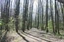 Forêt de Gif-sur-Yvette